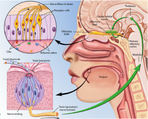 The Science of Taste & Smell